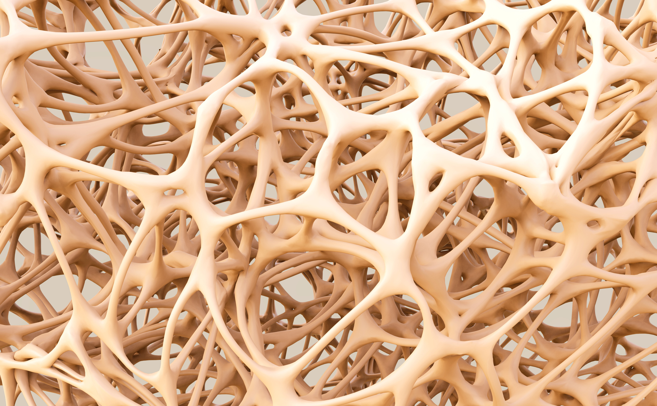 abstract shapes, bone structure