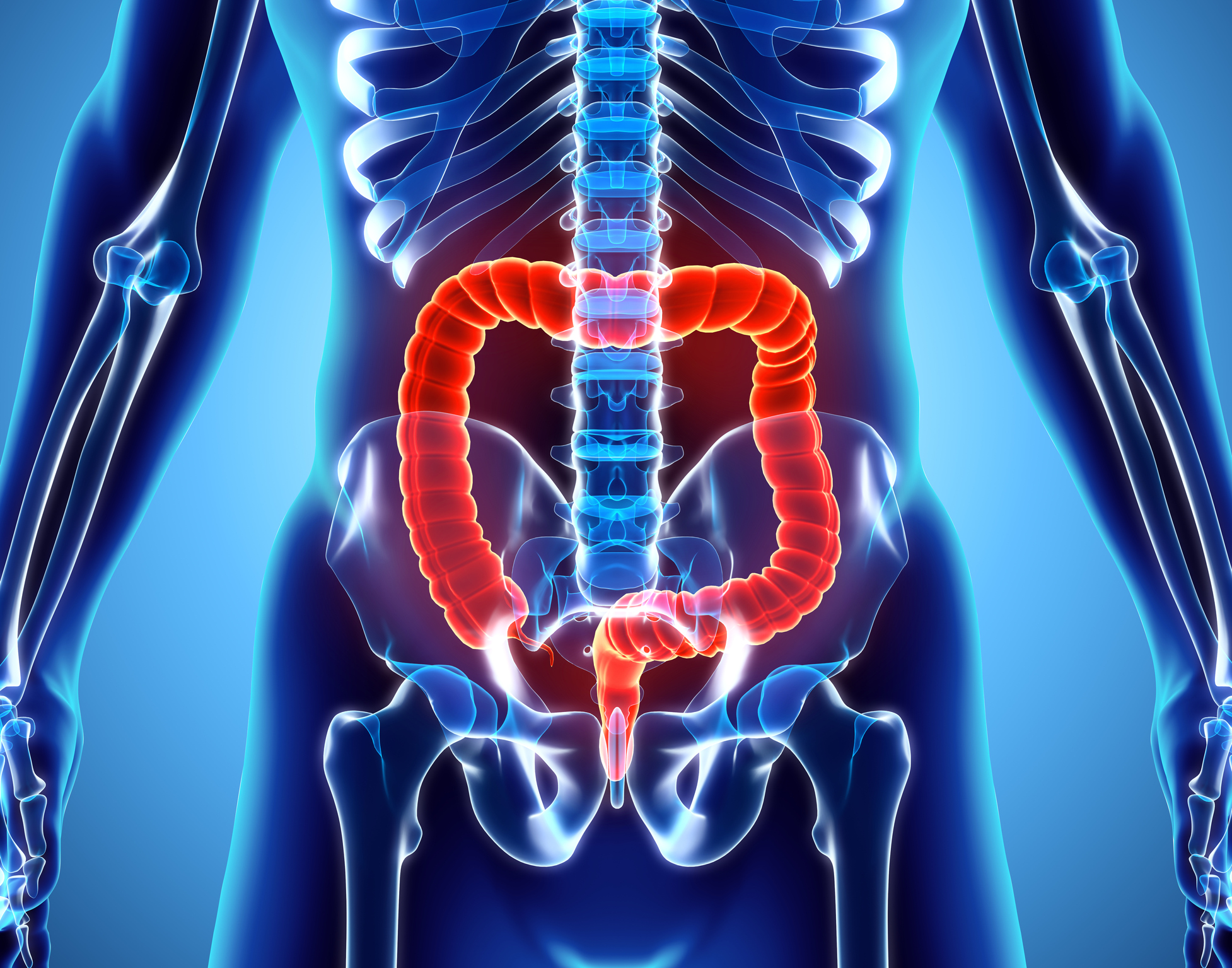 3D illustration of Large Intestine.