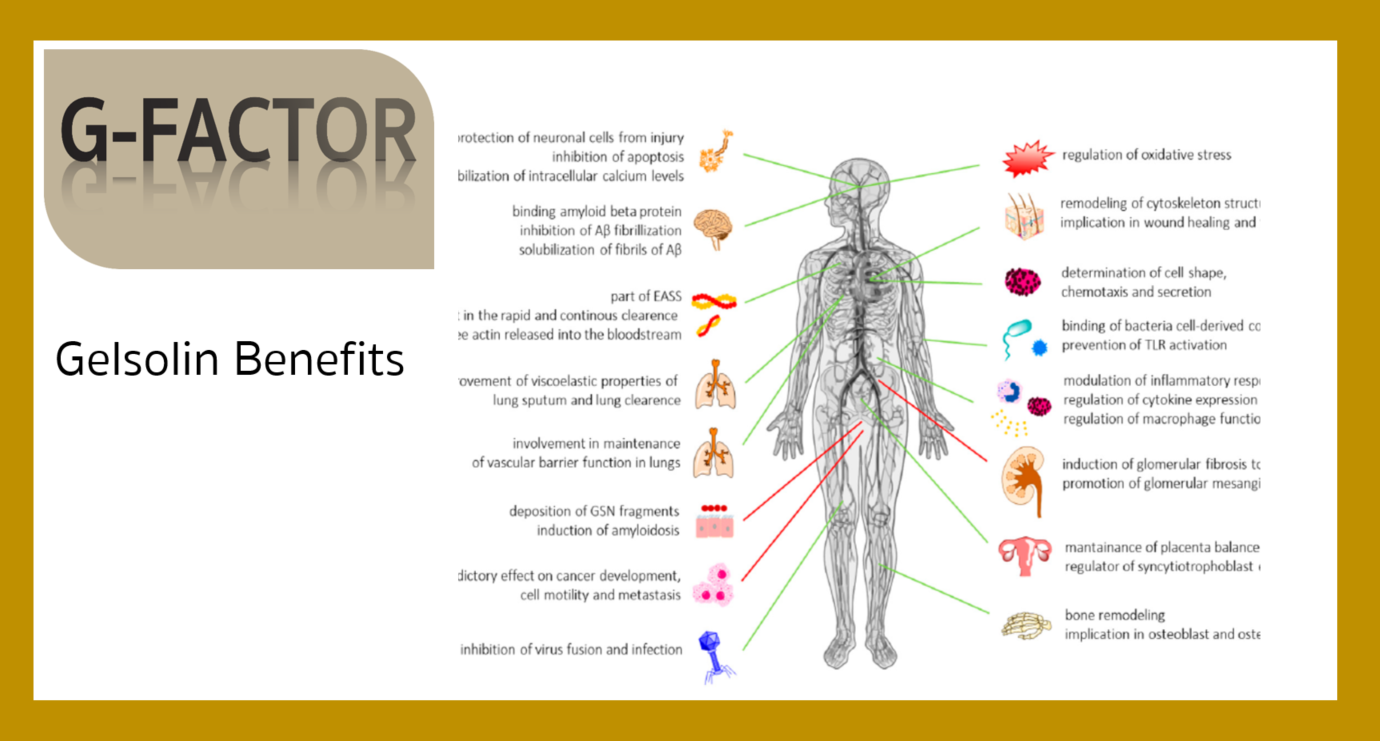 G-Factor-Gelsolin